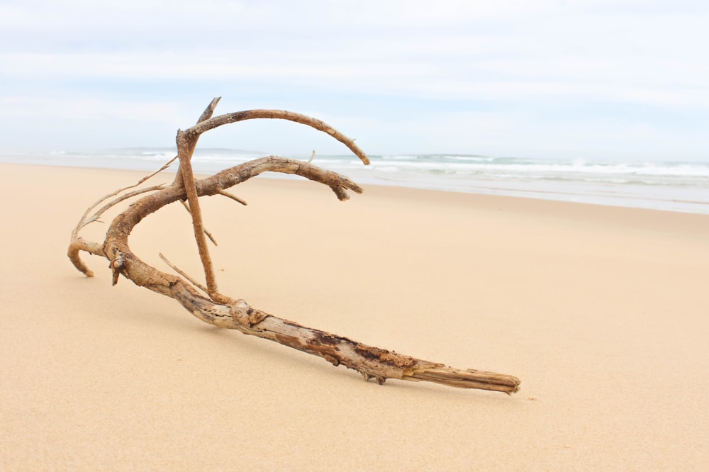 brown wood on brown sand beach during daytime