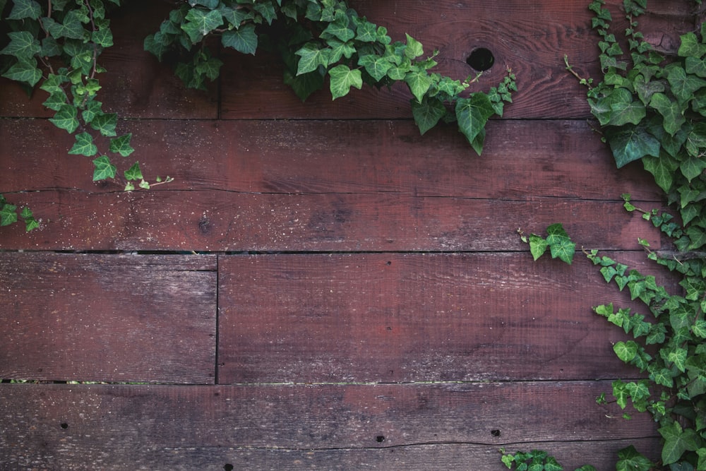 green plant on brown wooden fence