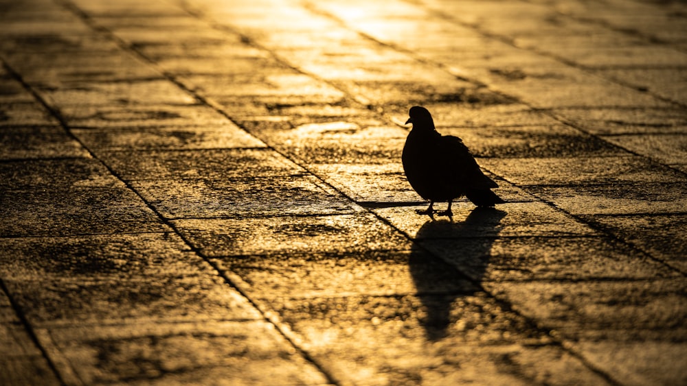 silhouette of bird on pavement