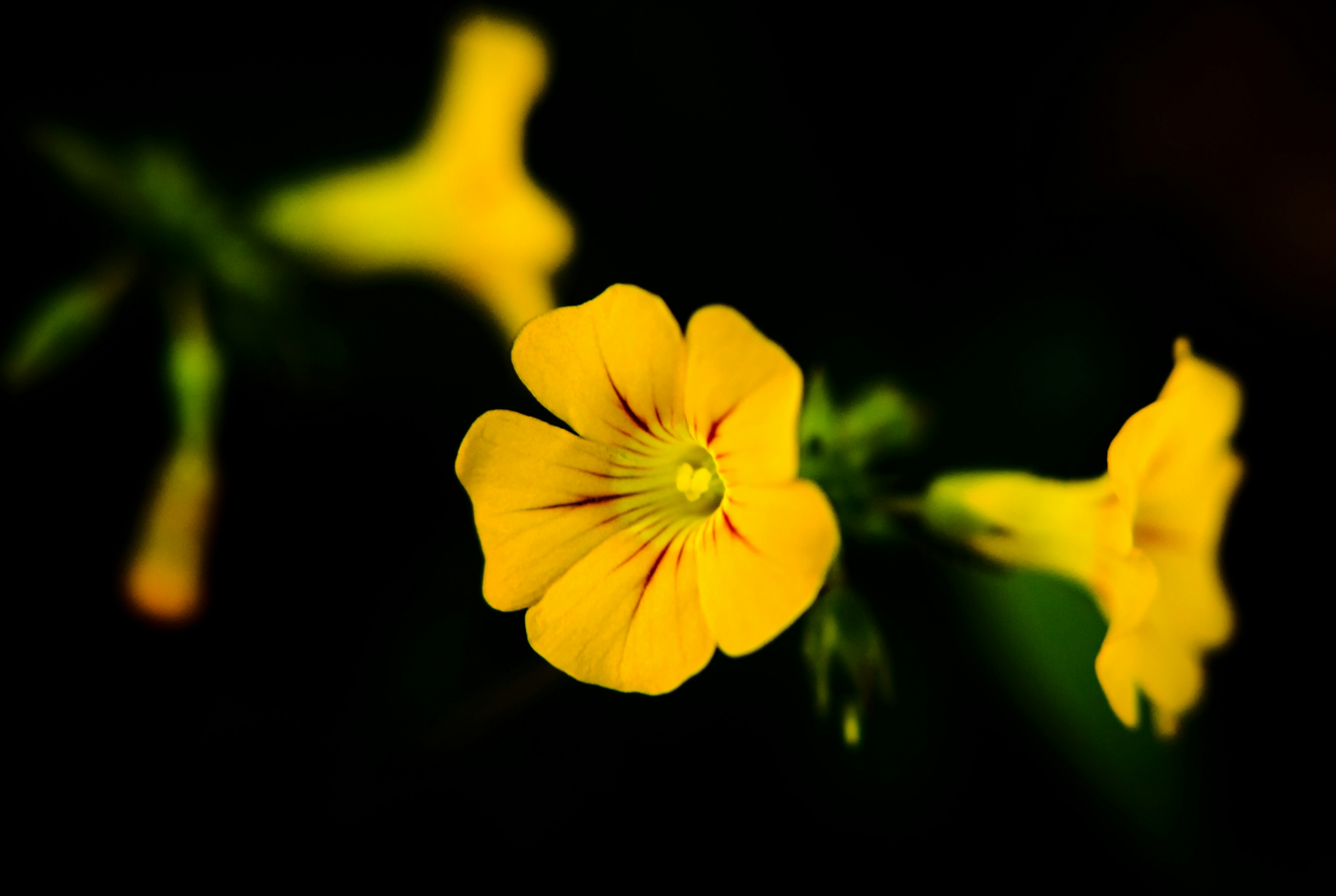 yellow flower in black background