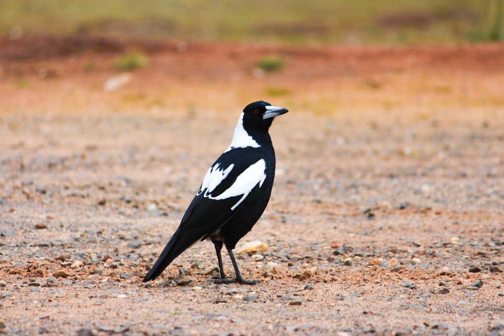 pássaro preto e branco no solo marrom durante o dia