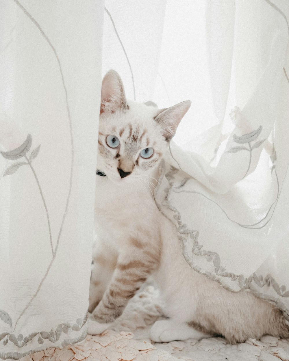 orange tabby kitten on white textile