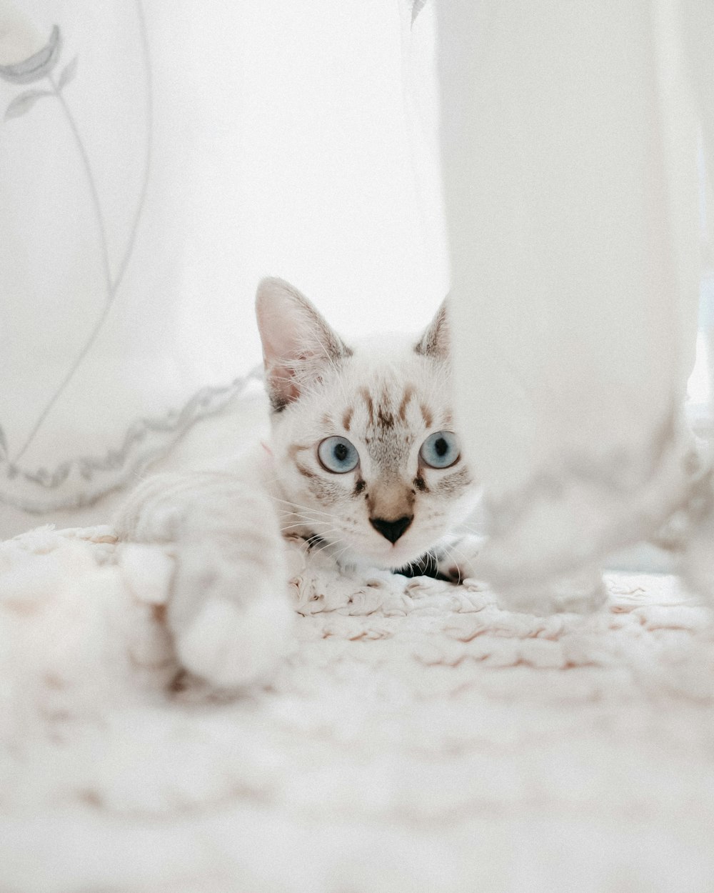 white and brown cat on white textile