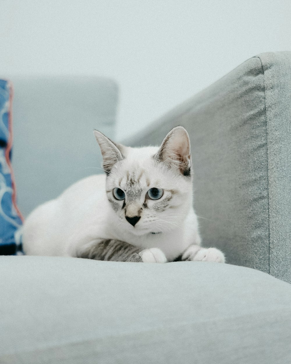 white cat on gray couch