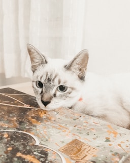 A light-colored cat with striking blue eyes is resting its head on a surface with a decorative pattern resembling abstract art. The background is softly lit with sheer curtains, adding a calm ambiance to the scene.
