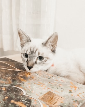 A light-colored cat with striking blue eyes is resting its head on a surface with a decorative pattern resembling abstract art. The background is softly lit with sheer curtains, adding a calm ambiance to the scene.