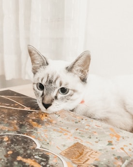 A light-colored cat with striking blue eyes is resting its head on a surface with a decorative pattern resembling abstract art. The background is softly lit with sheer curtains, adding a calm ambiance to the scene.
