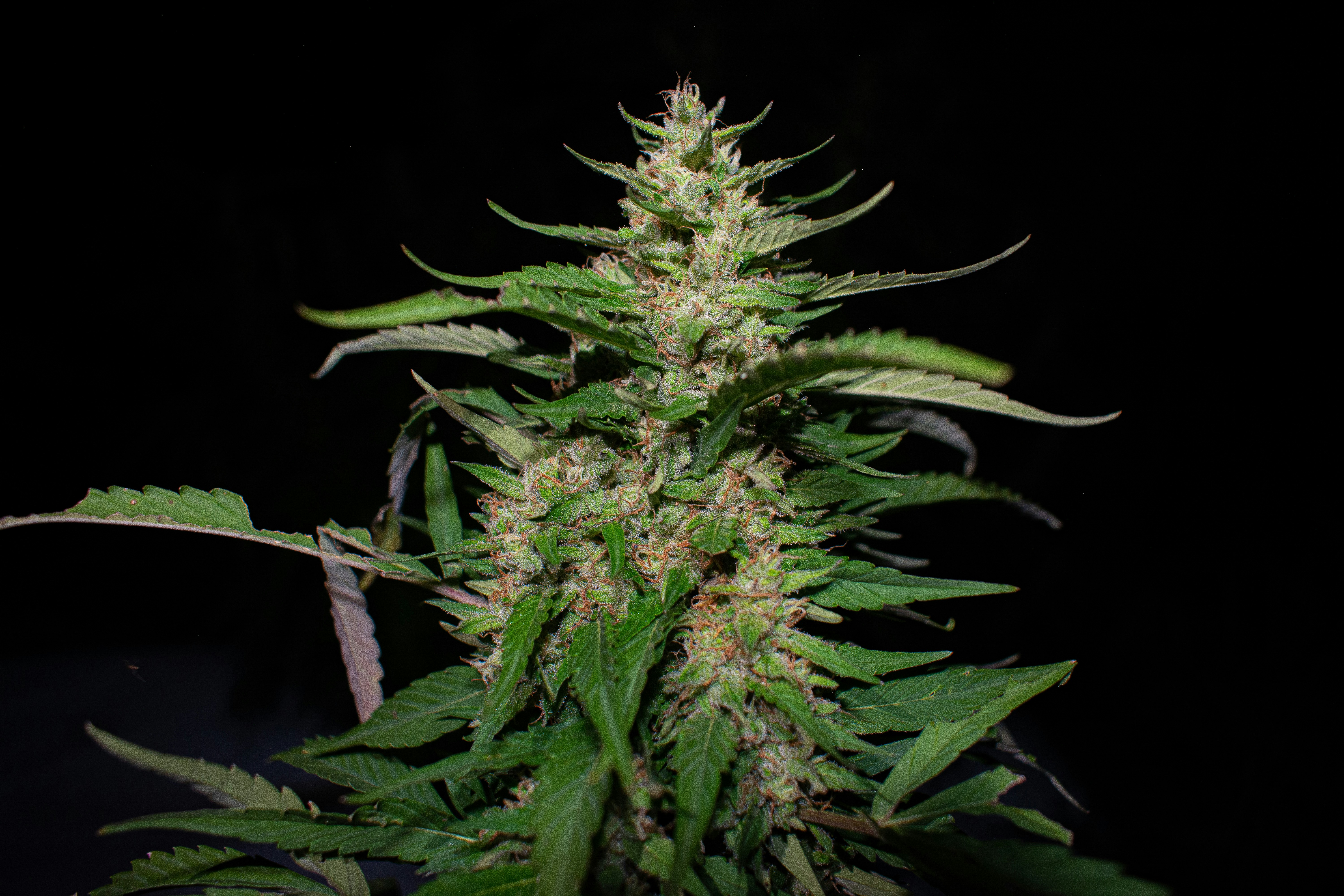A close-up of a cannabis plant with dense flowers and elongated leaves, prominently displaying its serrated edges against a dark background.