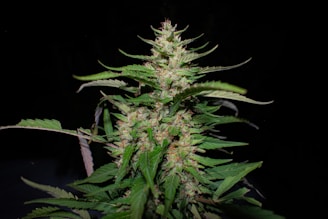 A close-up of a cannabis plant with dense flowers and elongated leaves, prominently displaying its serrated edges against a dark background.