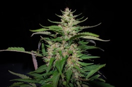 A close-up of a cannabis plant with dense flowers and elongated leaves, prominently displaying its serrated edges against a dark background.