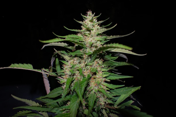 A close-up of a cannabis plant with dense flowers and elongated leaves, prominently displaying its serrated edges against a dark background.