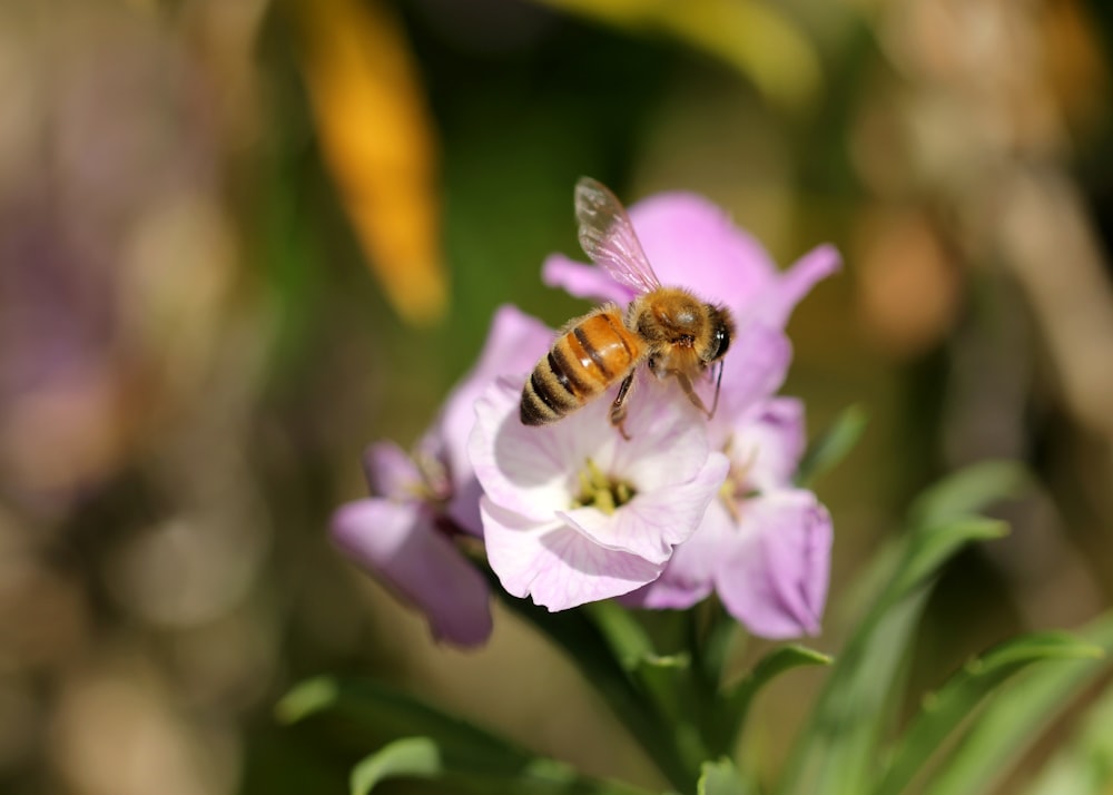 honeybee perched on purple flower in close up photography during daytime