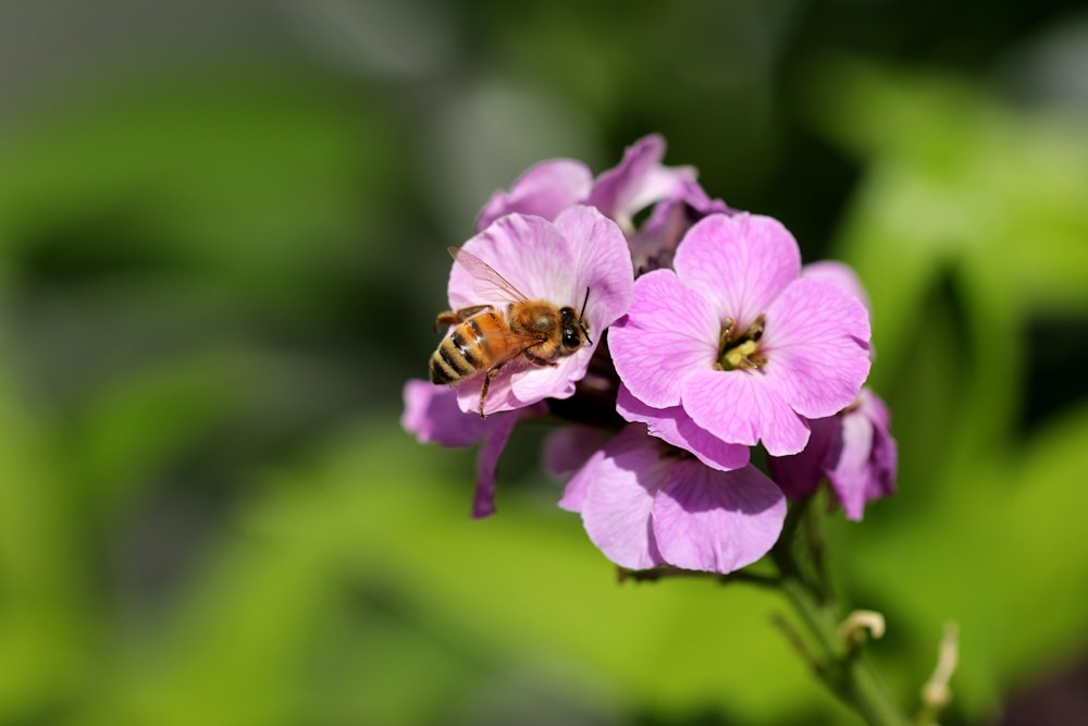 purple flower in tilt shift lens