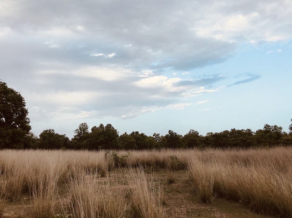 brown grass field under blue sky during daytime