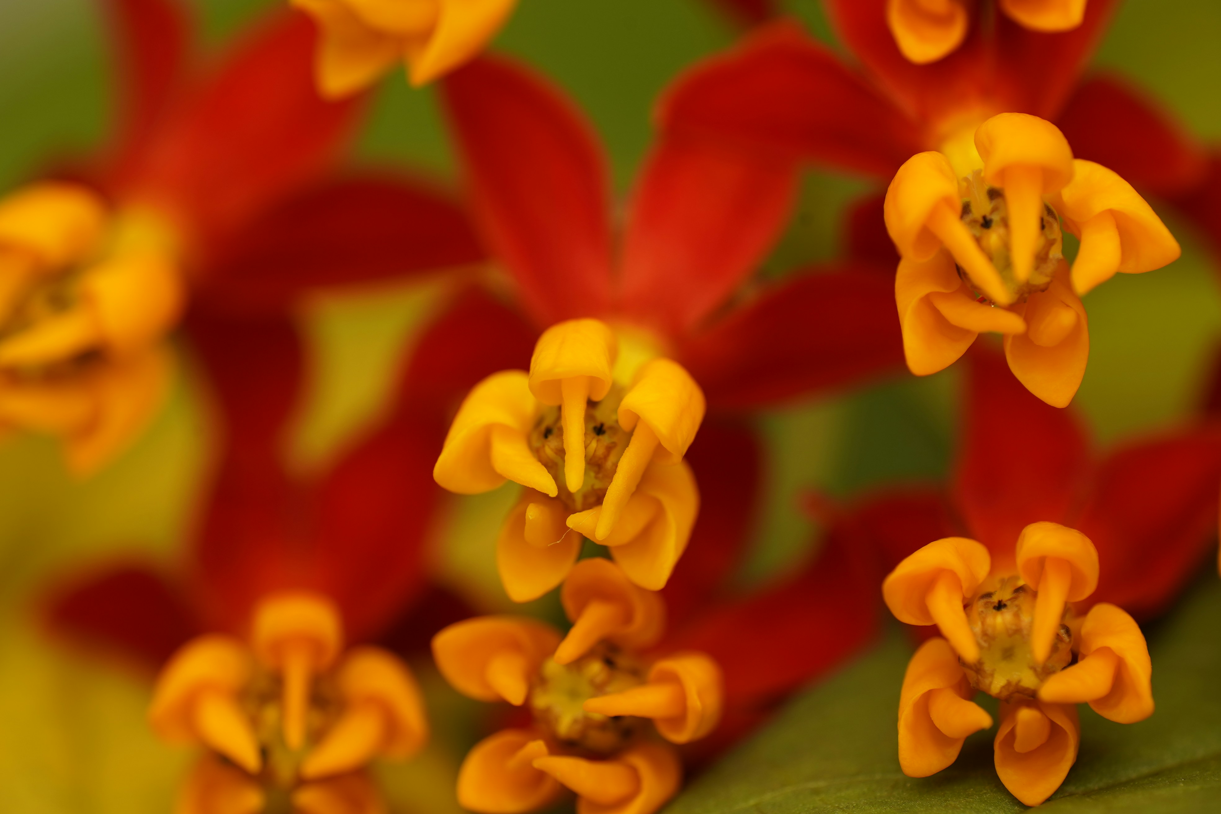 Photo by henrylaiphotography