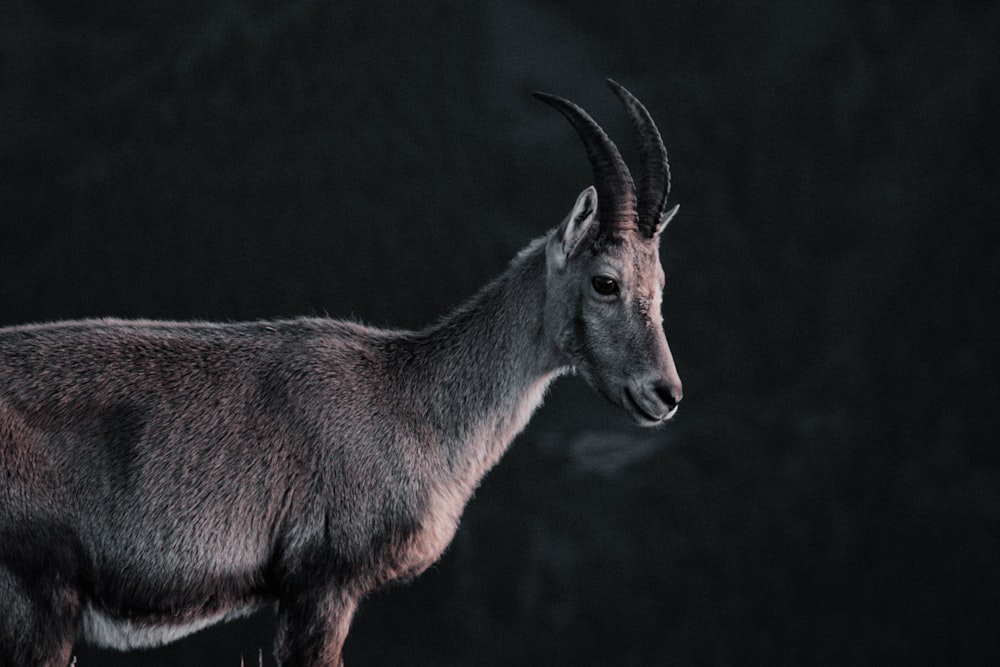 brown and white animal with black background