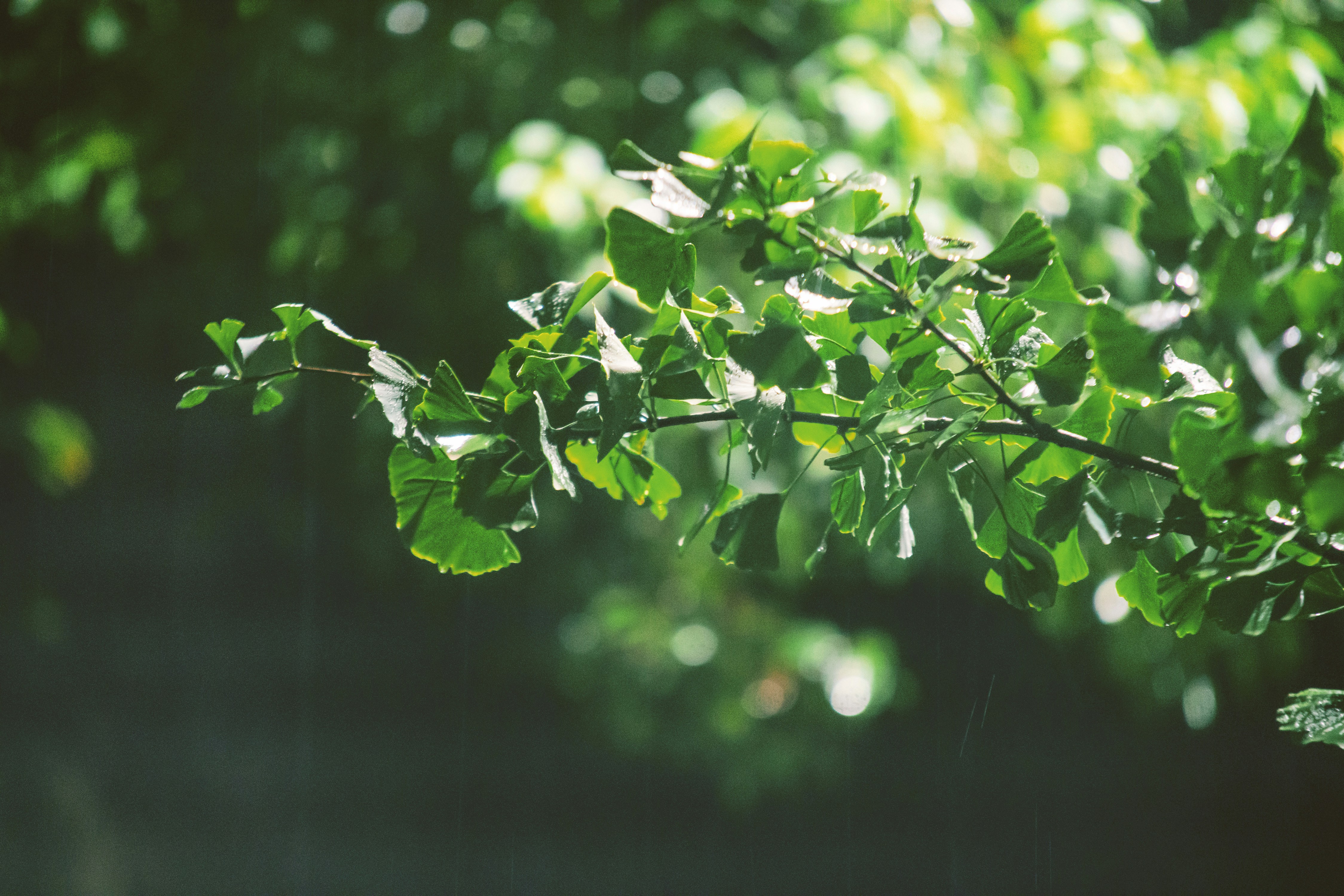 Photo by radsupercell