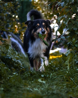 A dog with a fluffy coat is holding a green leaf in its mouth while walking through a lush garden. Surrounding vegetation is bathed in soft, natural light, creating a serene and vibrant atmosphere.