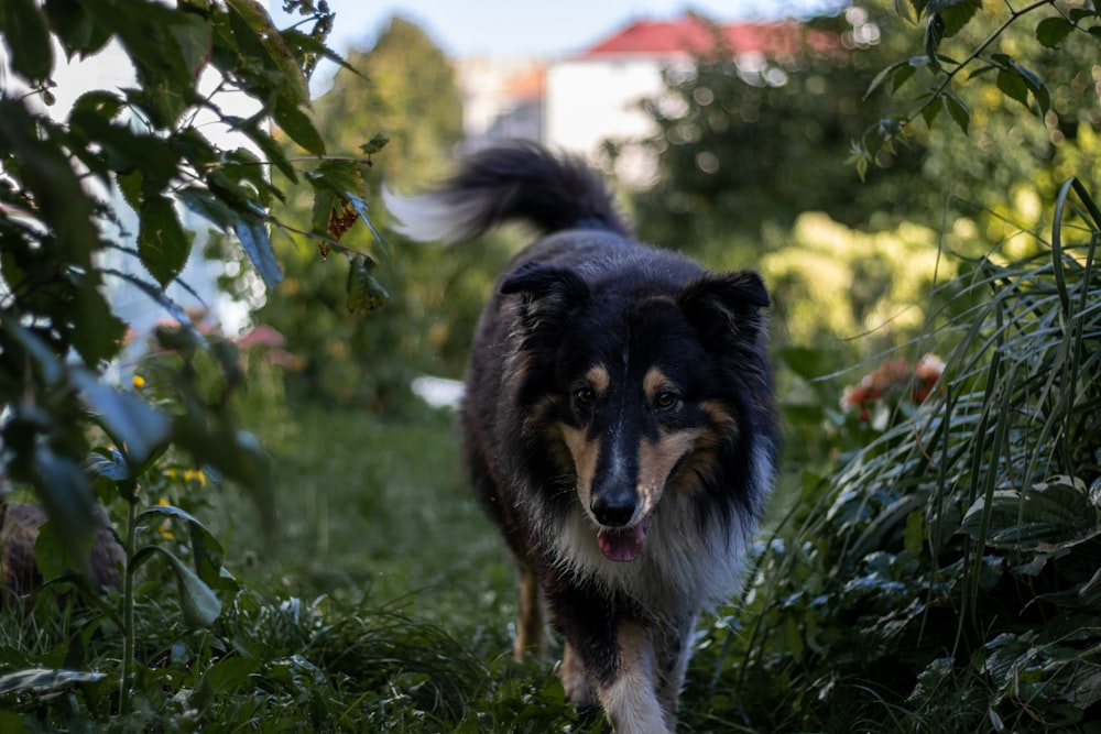 black white and brown long coated dog on green grass during daytime