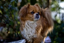 A small, fluffy dog with a long coat stands in a natural setting, surrounded by blurred green foliage. The dog has a reddish-brown and white fur mix, with dark eyes and an alert posture.