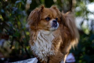 A small, fluffy dog with a long coat stands in a natural setting, surrounded by blurred green foliage. The dog has a reddish-brown and white fur mix, with dark eyes and an alert posture.