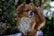 A small, fluffy dog with a long coat stands in a natural setting, surrounded by blurred green foliage. The dog has a reddish-brown and white fur mix, with dark eyes and an alert posture.