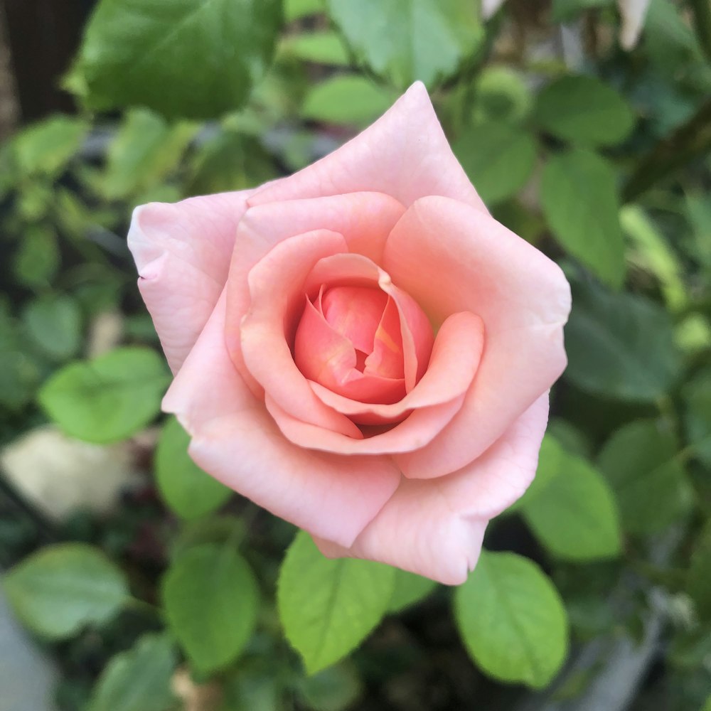 pink rose in bloom during daytime