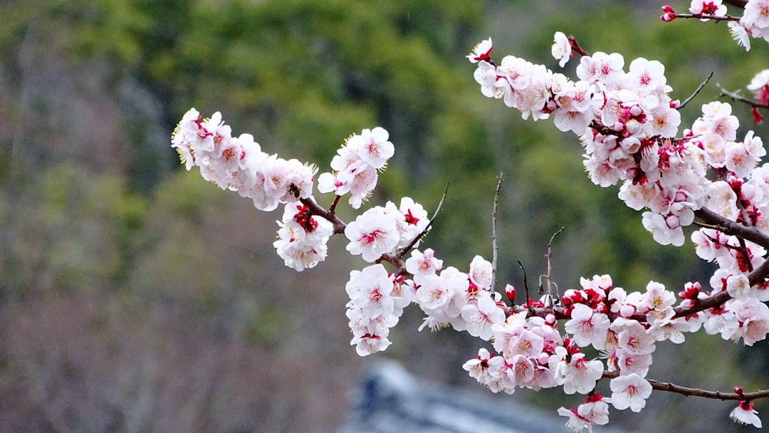 釜山4月有櫻花嗎？2024賞櫻時節預測