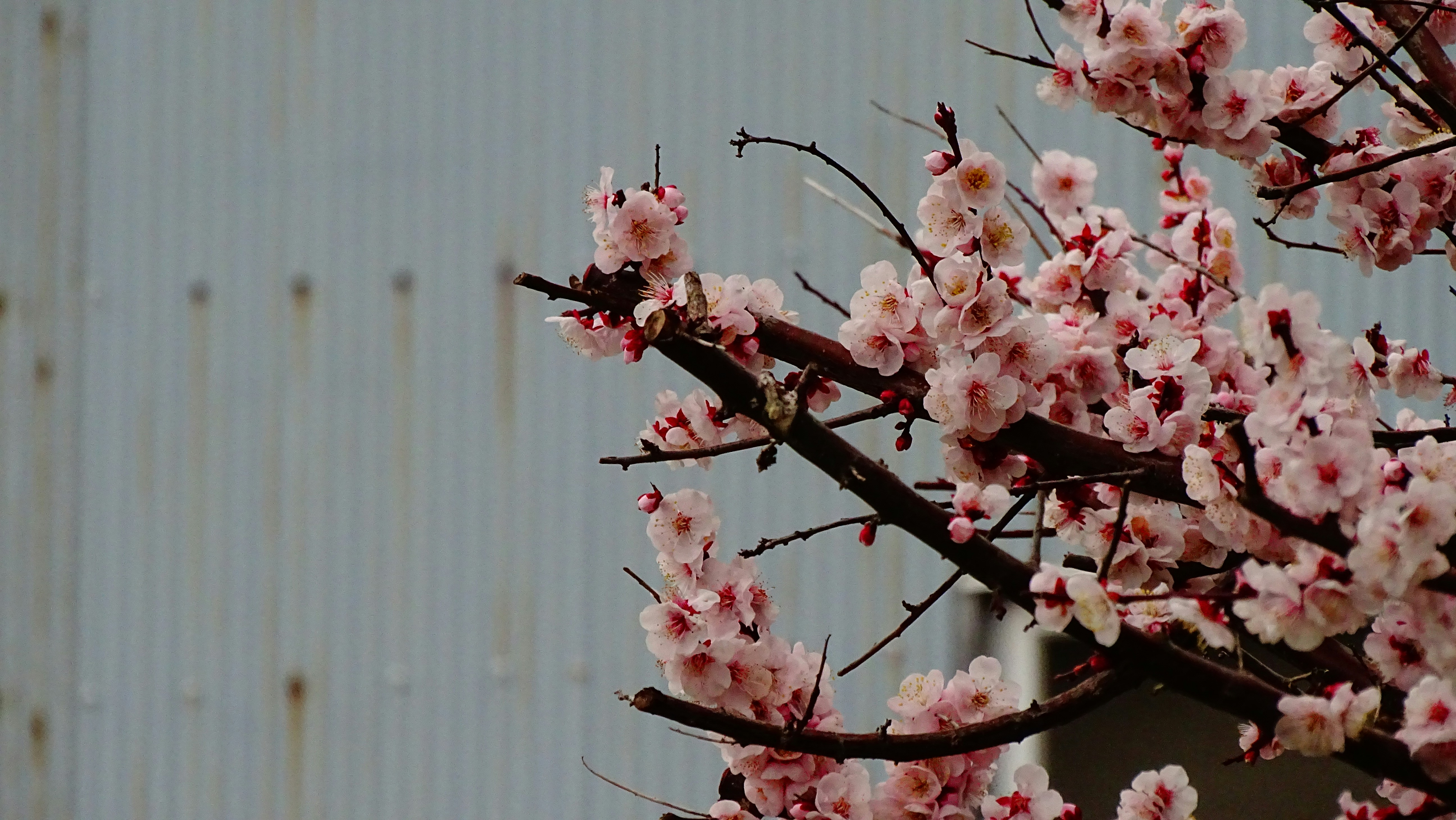pink and white flower on brown tree branch