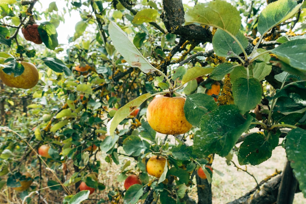 orange fruit on tree during daytime