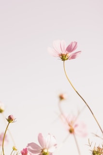 pink cosmos flower in bloom during daytime