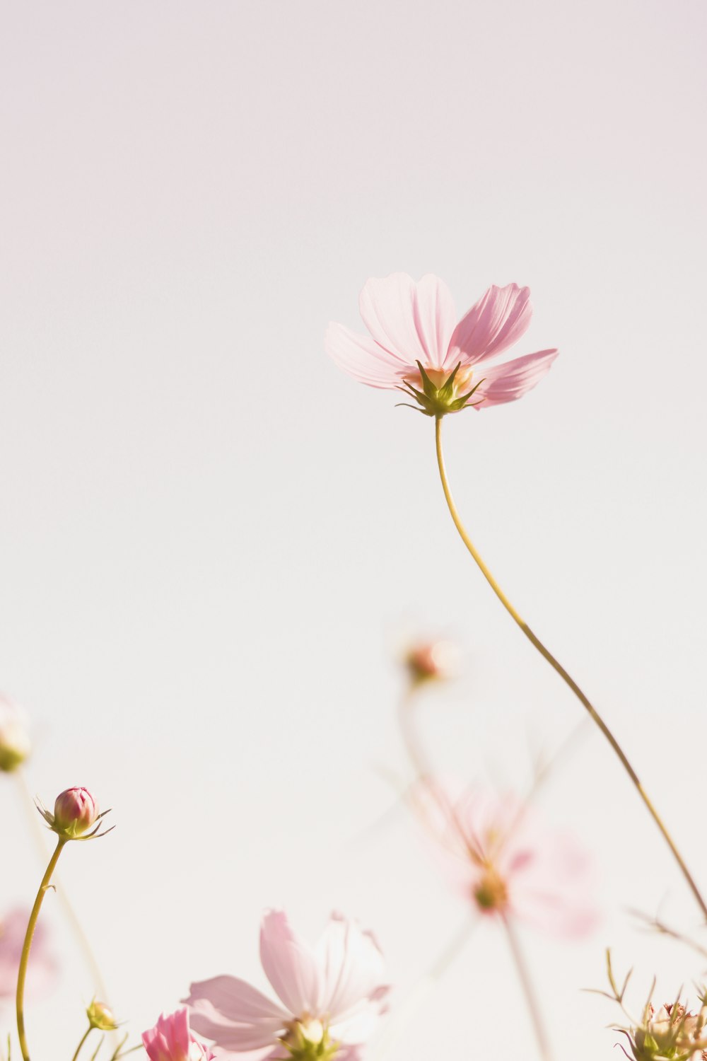 pink cosmos flower in bloom during daytime