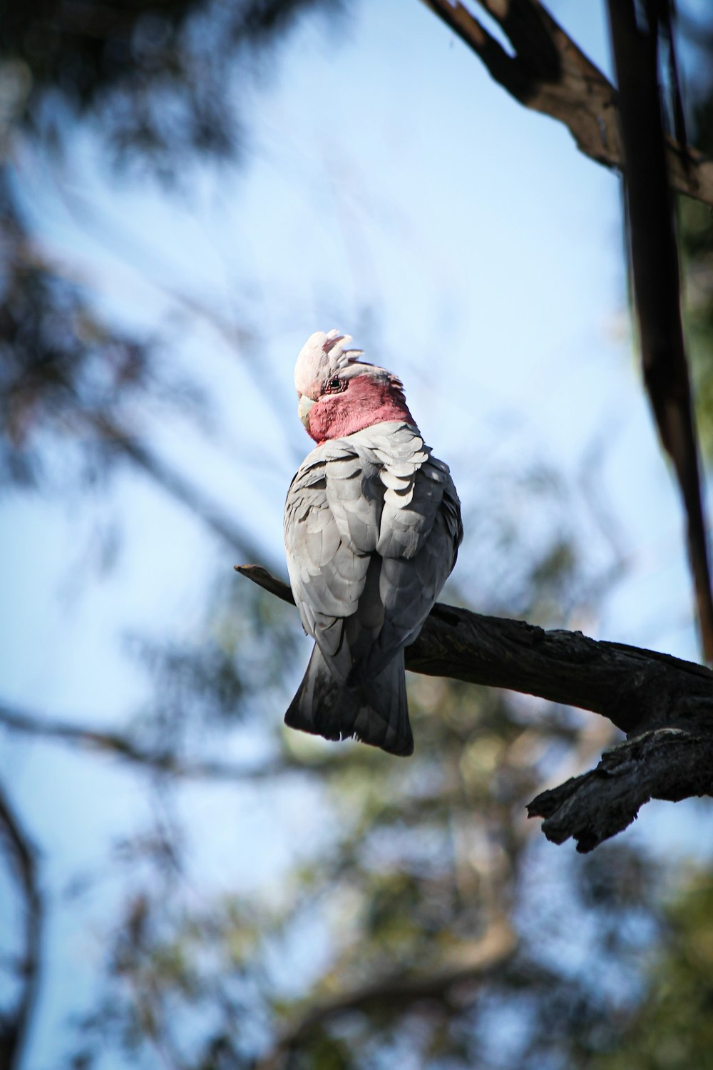 white and red bird on brown tree branch