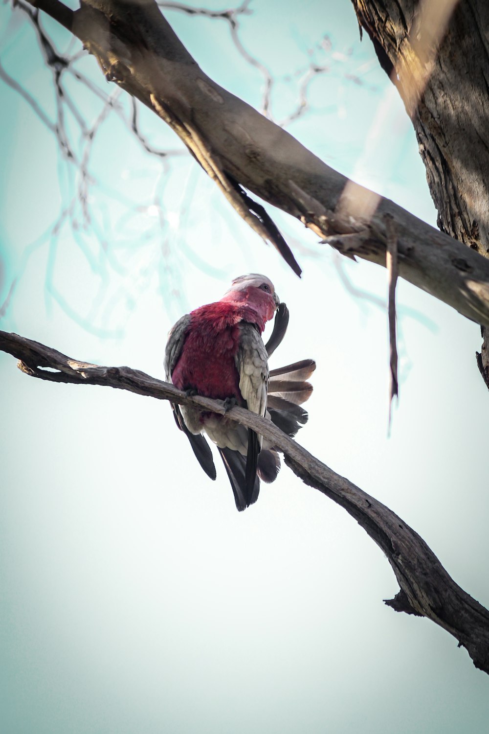 red and black bird on tree branch