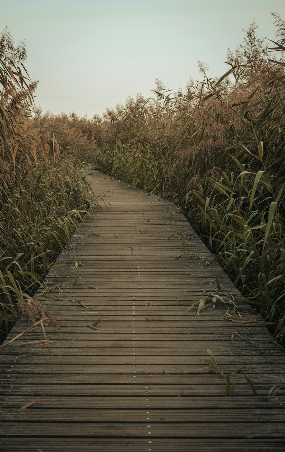 brown wooden pathway between green plants during daytime