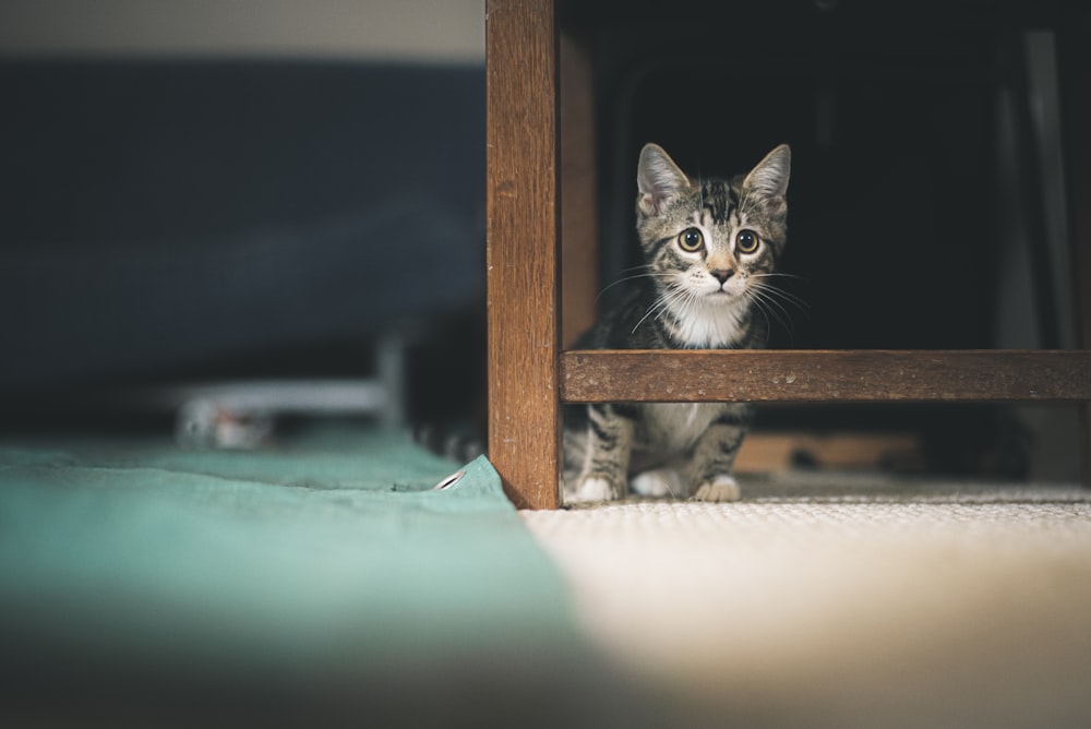 white and black cat under brown wooden table