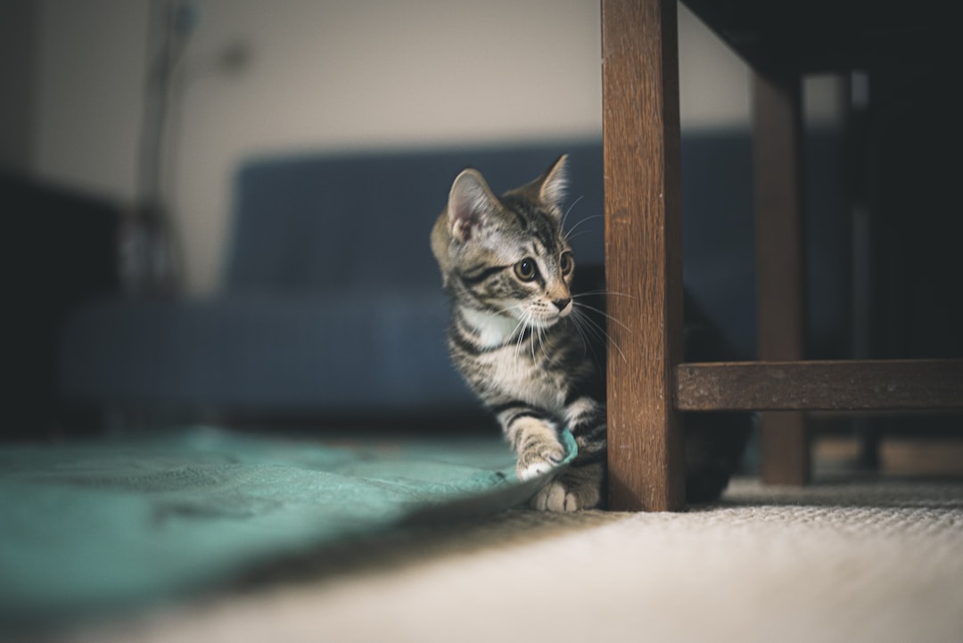 brown tabby cat on green textile