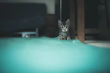 A curious kitten wearing a tiny bow tie sitting on a wooden table.