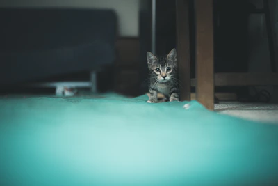 A curious kitten wearing a tiny bow tie sitting on a wooden table.