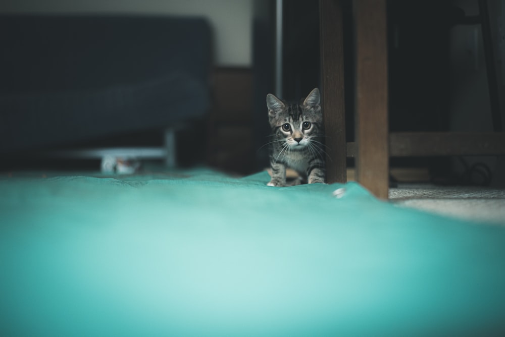 silver tabby cat on green table