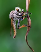 brown and black dragonfly in macro photography