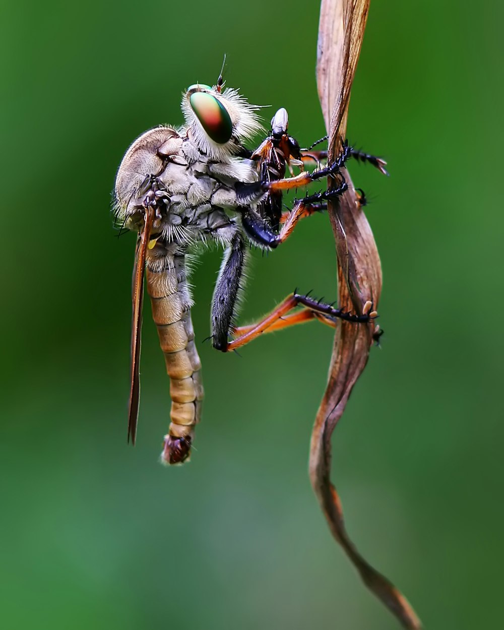 Libellule brune et noire en macrophotographie