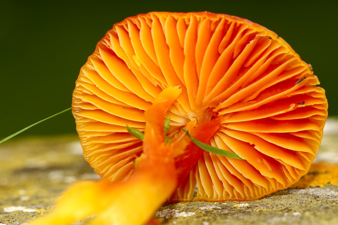 orange mushroom in close up photography