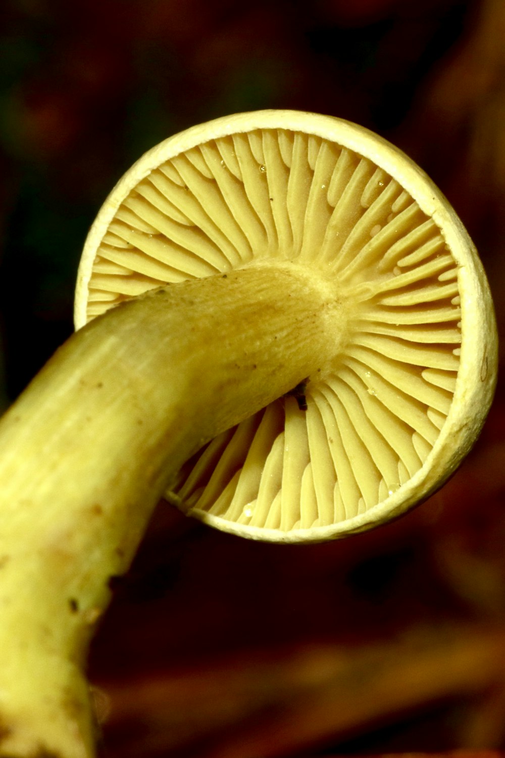 white mushroom in close up photography
