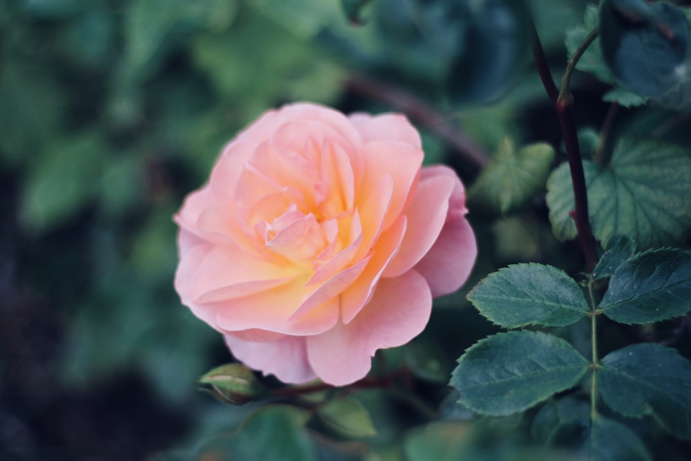 pink rose in bloom during daytime