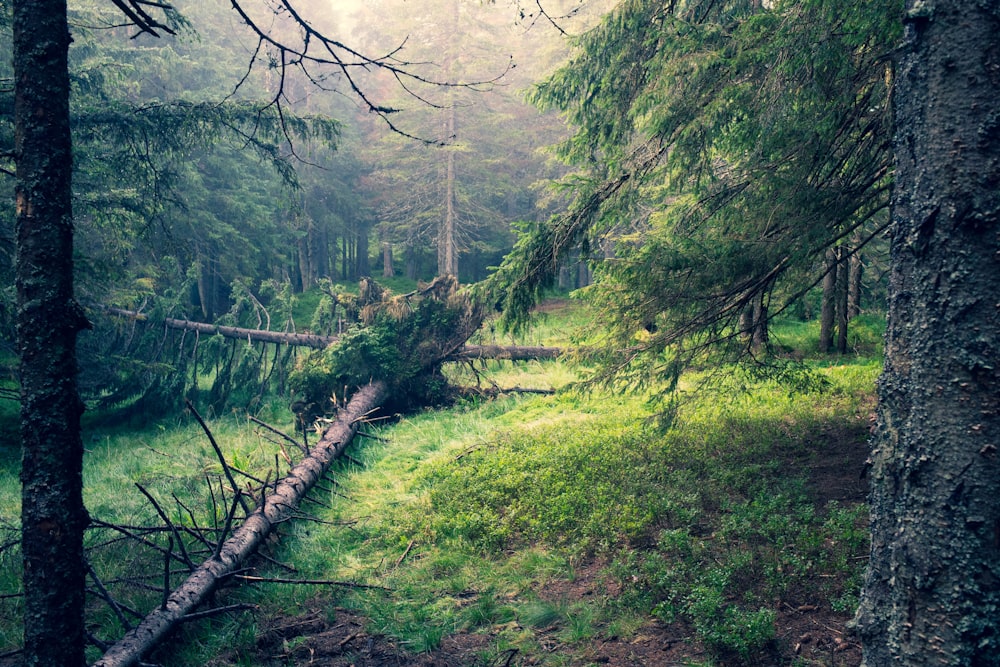 green grass and trees on mountain