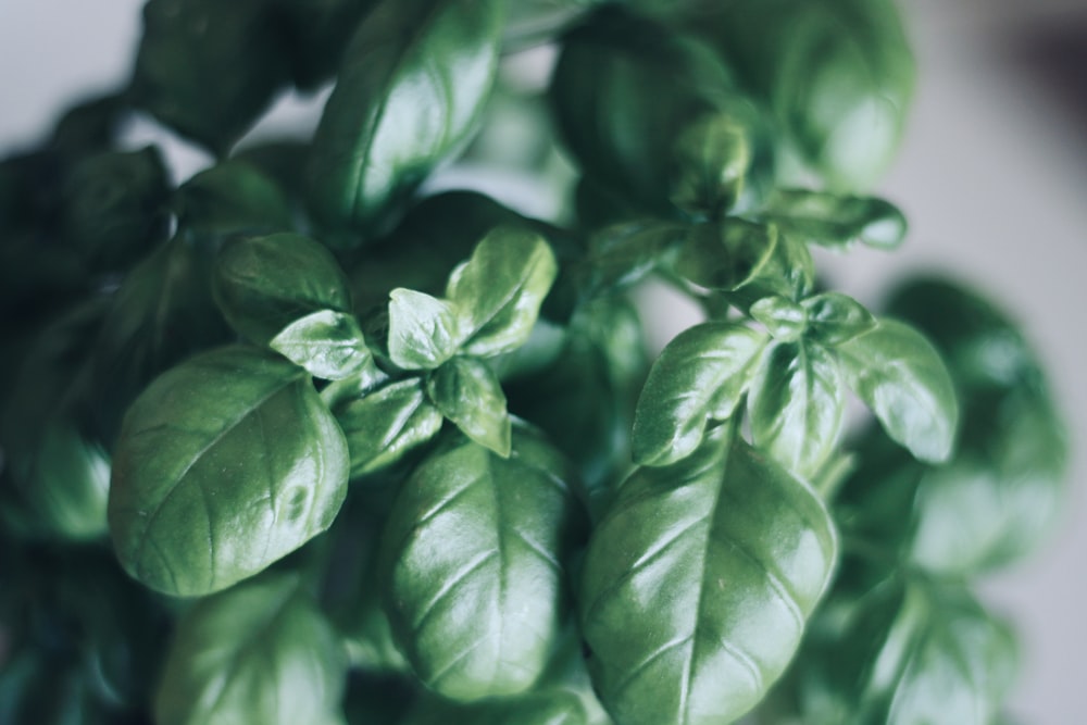 green leaves in macro lens