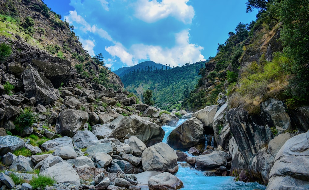 rocky river between green trees under blue sky during daytime