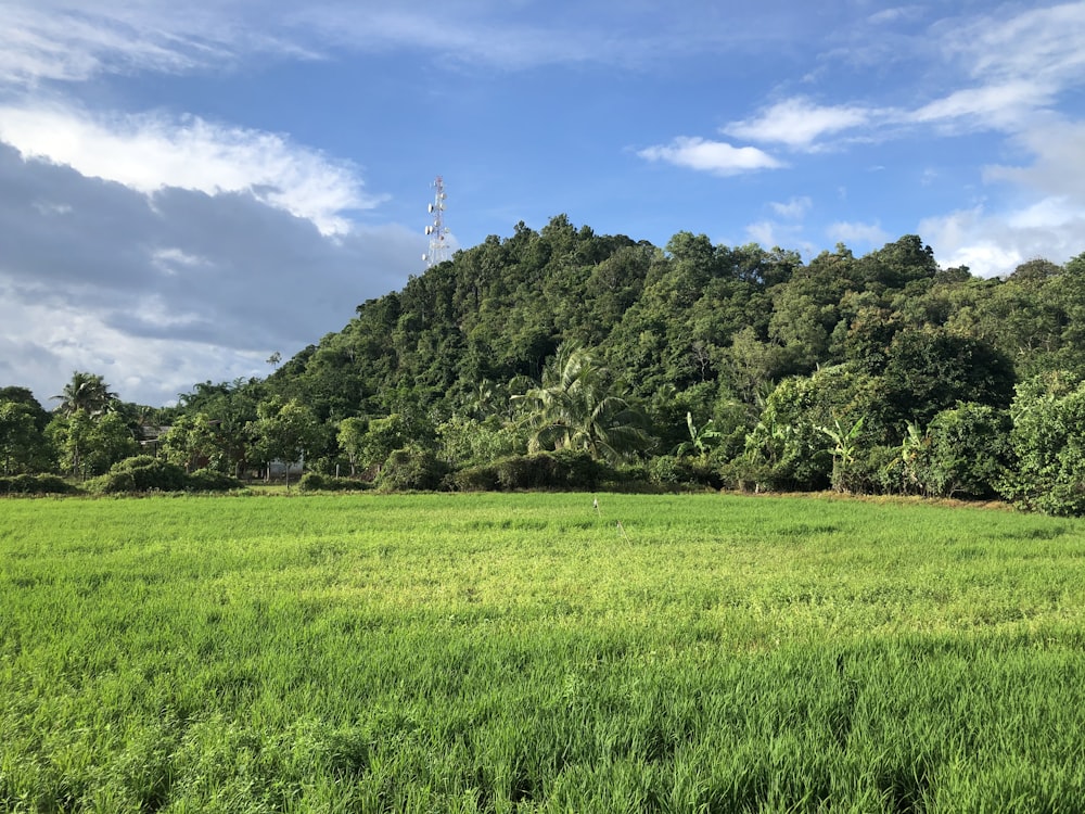 green grass field near green trees under blue sky during daytime