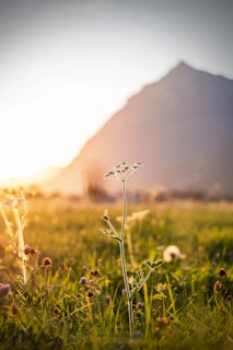 white flower on green grass field during daytime